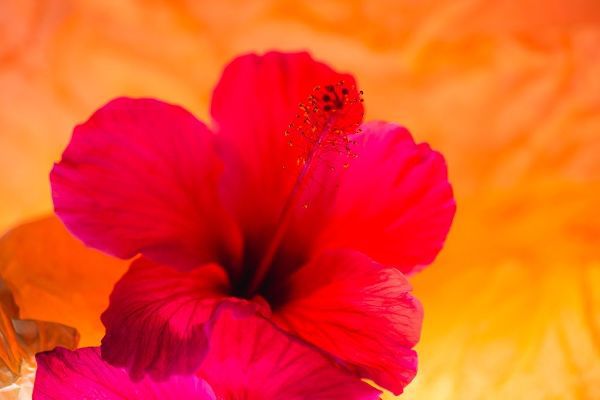 Hibiscus Flower and Tissue Paper with Light
